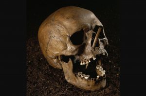 skull with a sharpened stick stuck through the nose and mouth